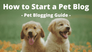 pet blogging