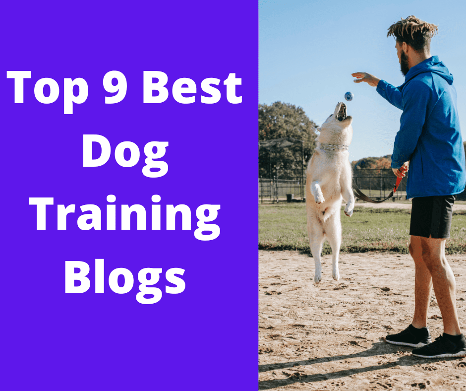 best dog training websites